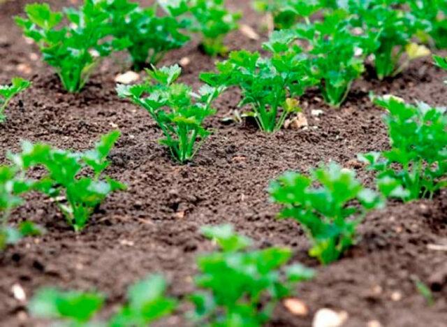 How and when is it better to plant cilantro (coriander) seeds in open ground