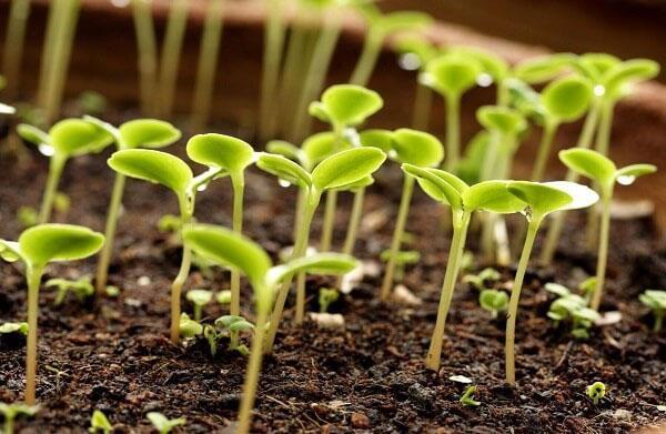 How and when is it better to plant cilantro (coriander) seeds in open ground