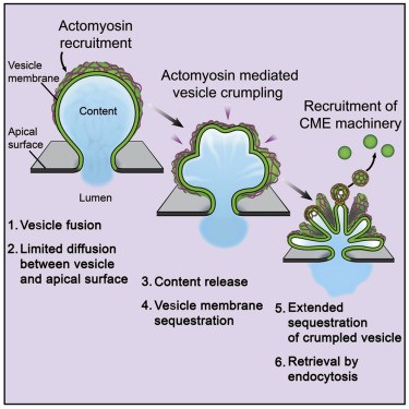 How and when to cut the vesicle