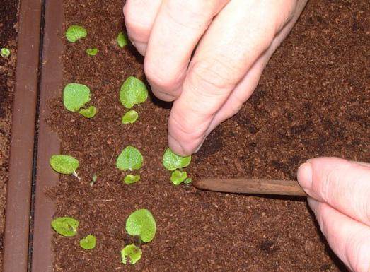 How and when to dive petunias at home