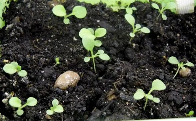 How and when to dive petunias at home