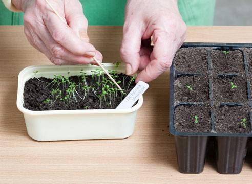 How and when to dive petunias at home