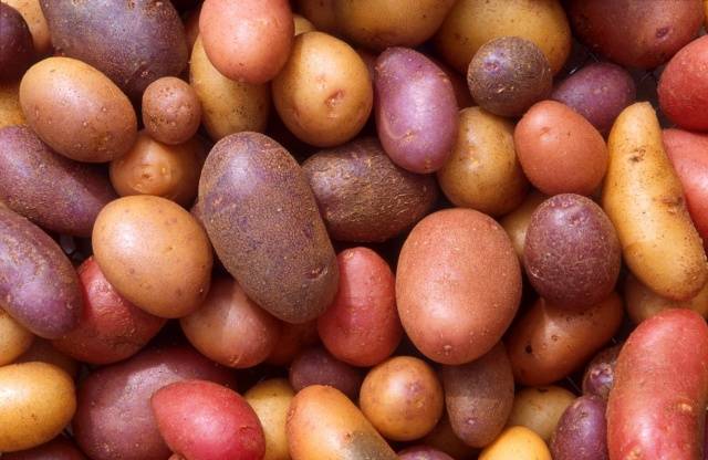 How and when to germinate potatoes for planting