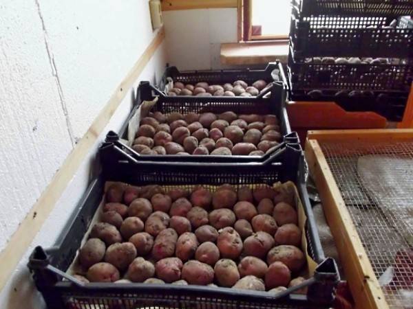 How and when to germinate potatoes for planting