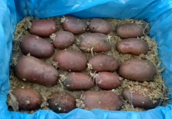 How and when to germinate potatoes for planting