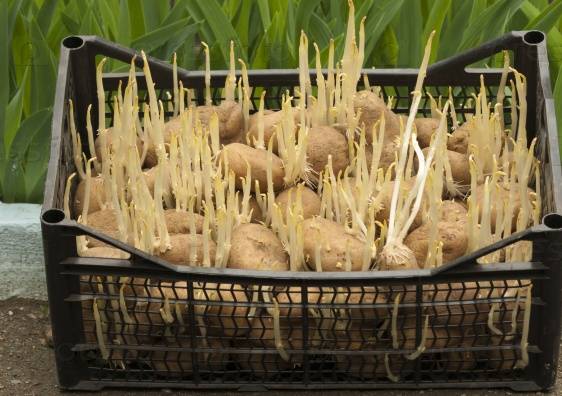 How and when to germinate potatoes for planting