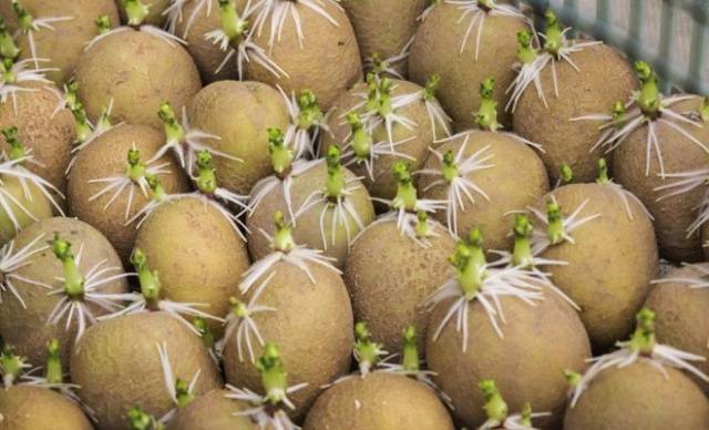 How and when to germinate potatoes for planting