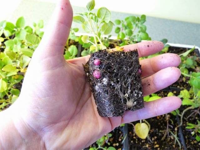 How and when to germinate potatoes for planting