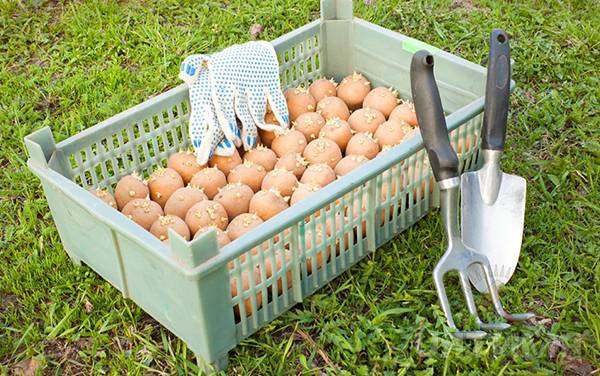 How and when to germinate potatoes for planting