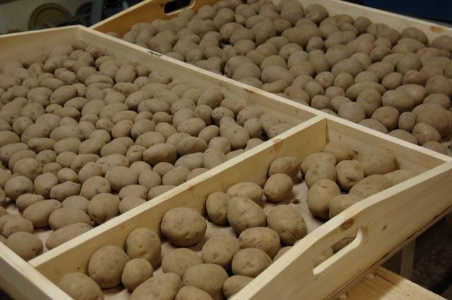 How and when to germinate potatoes for planting