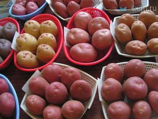 How and when to germinate potatoes for planting