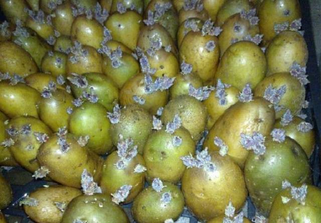 How and when to germinate potatoes for planting