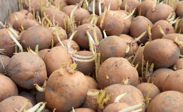 How and when to germinate potatoes for planting