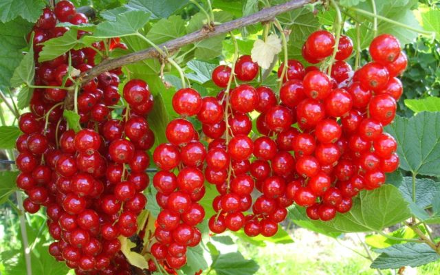 How and when to harvest currants