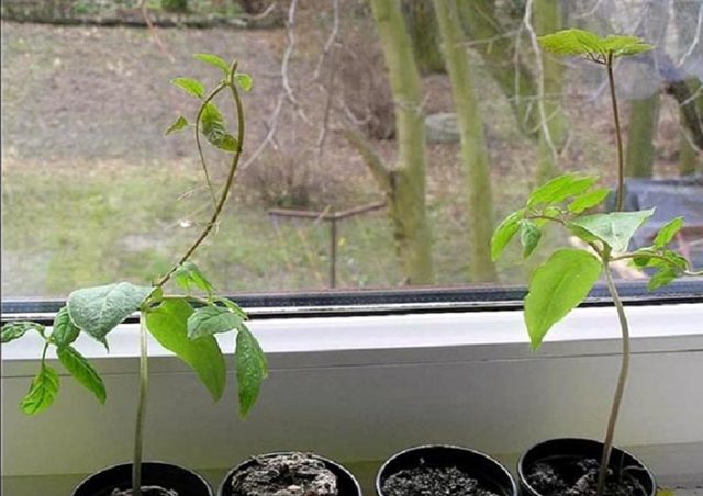 How and when to plant a kobe for seedlings: photos, terms, sowing rules 