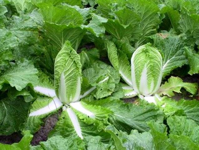 How and when to plant Beijing cabbage for seedlings