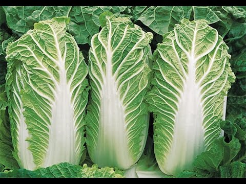 How and when to plant Beijing cabbage for seedlings