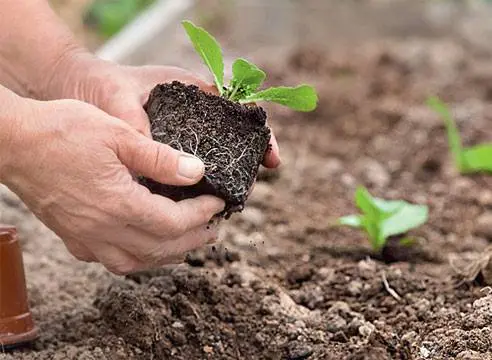 How and when to plant Beijing cabbage for seedlings