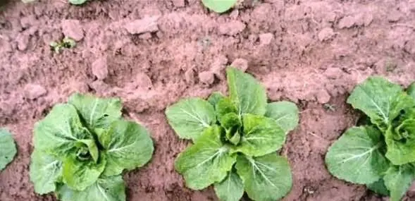 How and when to plant Beijing cabbage for seedlings