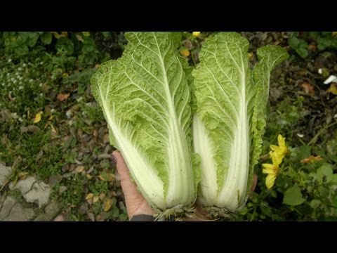 How and when to plant Beijing cabbage for seedlings