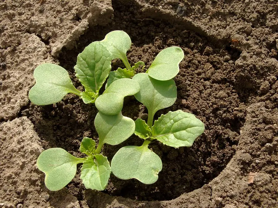 How and when to plant Beijing cabbage for seedlings