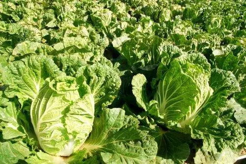 How and when to plant Chinese cabbage in open ground