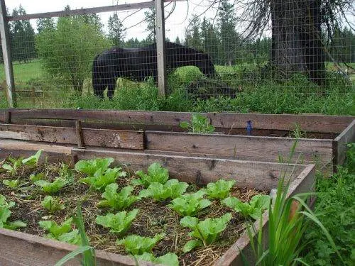 How and when to plant Chinese cabbage in open ground