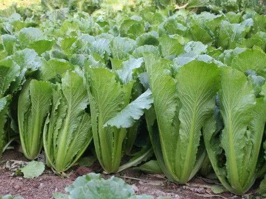 How and when to plant Chinese cabbage in open ground