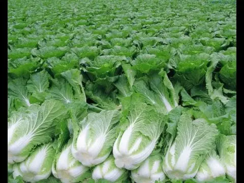 How and when to plant Chinese cabbage in open ground