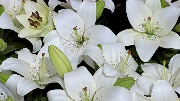 How and when to plant lilies