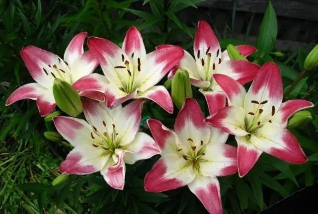 How and when to plant lilies