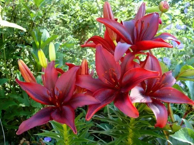 How and when to plant lilies