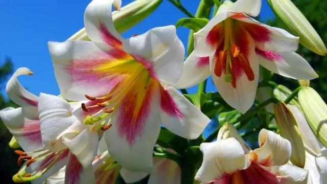 How and when to plant lilies