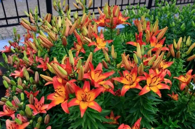 How and when to plant lilies