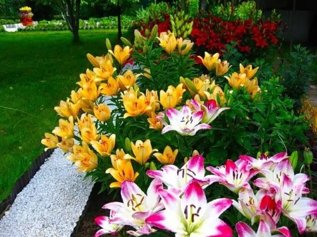 How and when to plant lilies