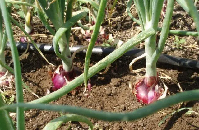 How and when to plant red onions: in open ground, sets, on a head, in spring