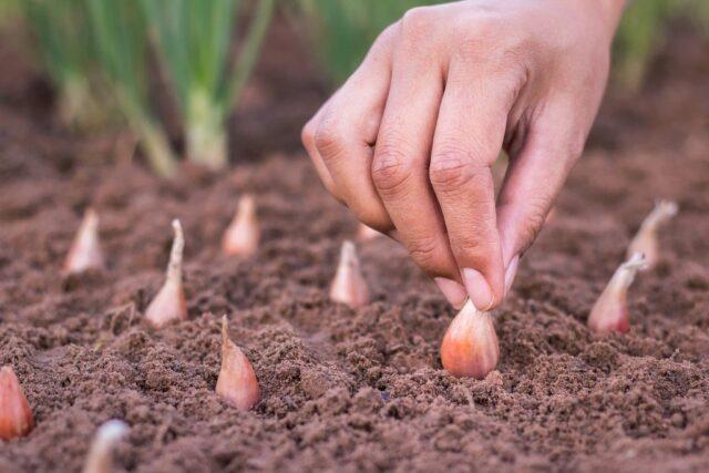 How and when to plant red onions: in open ground, sets, on a head, in spring