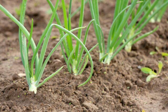 How and when to plant red onions: in open ground, sets, on a head, in spring