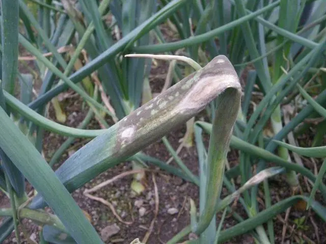 How and when to plant red onions: in open ground, sets, on a head, in spring