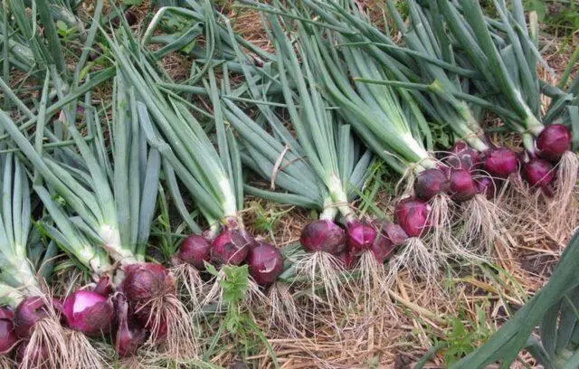 How and when to plant red onions: in open ground, sets, on a head, in spring