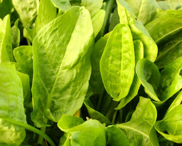 How and when to plant sorrel