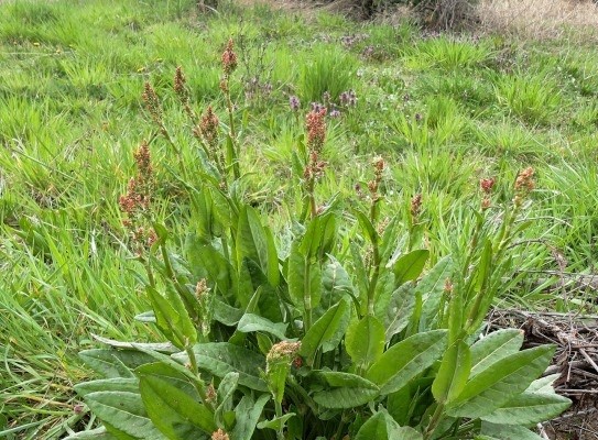 How and when to plant sorrel