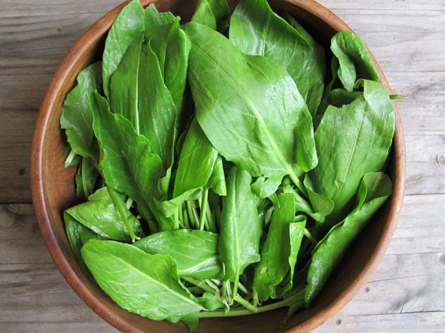 How and when to plant sorrel