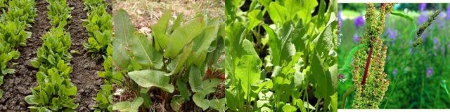 How and when to plant sorrel