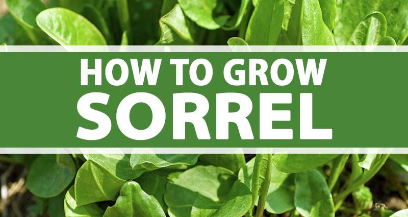 How and when to plant sorrel