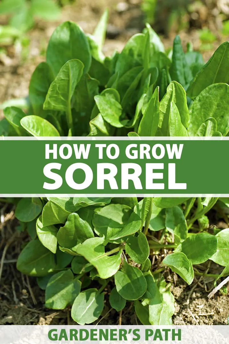 How and when to plant sorrel