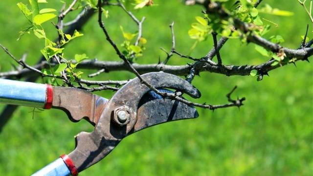 How and when to prune fruit trees in spring