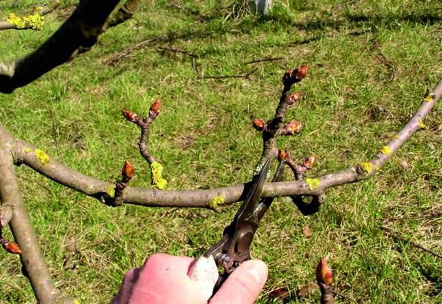 How and when to prune fruit trees in spring