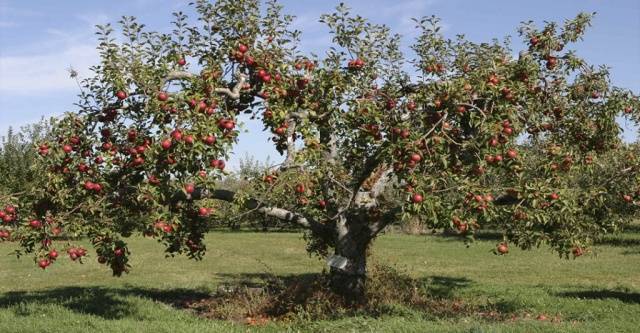 How and when to prune fruit trees in spring