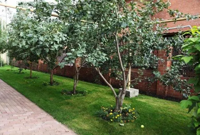 How and when to prune fruit trees in spring